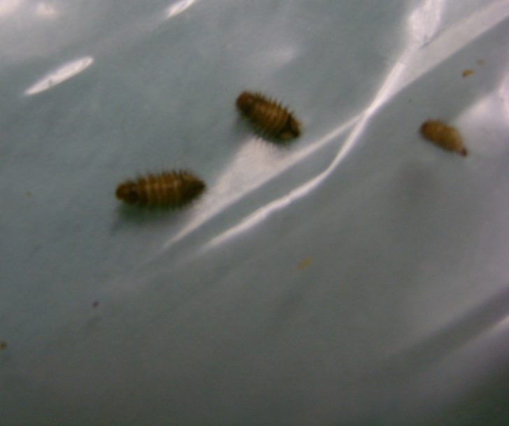 Small Bugs In Bathroom
 Tiny House Bugs Ideas Atasteofgermany Net Bugs Protecting