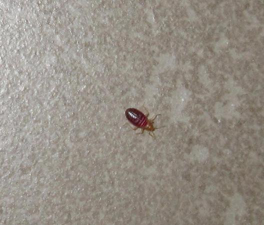 Small Bugs In Bathroom
 bed bug on bathroom floor Picture of Candlewood Suites