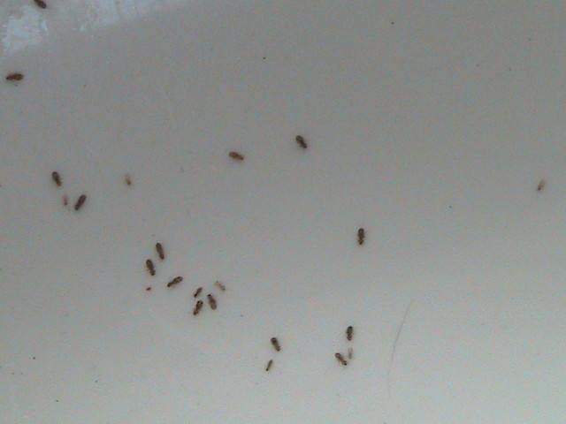 Small Bugs In Bathroom
 Tiny Black Bugs In Bathroom