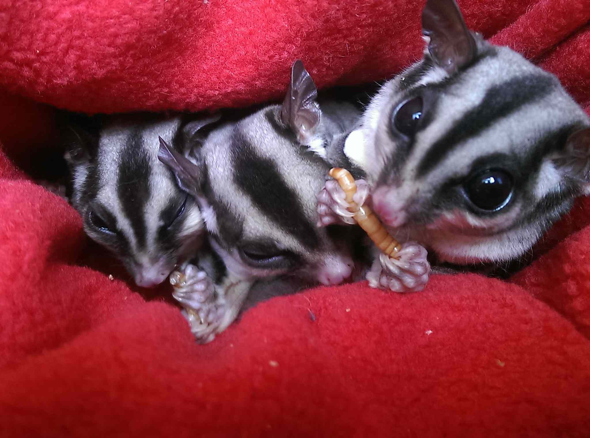 Sugar Glider Recipes With Baby Food
 What Baby Food Can Sugar Gliders Eat