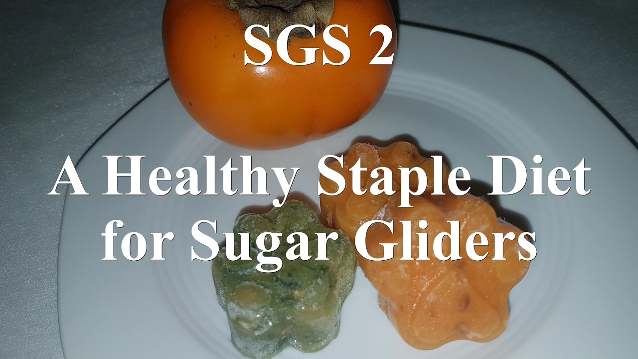 Sugar Glider Recipes With Baby Food
 A Healthy Staple Diet For Sugar Gliders