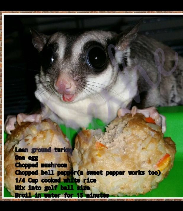 Sugar Glider Recipes With Baby Food
 Meatballs for suggies Ashley s board