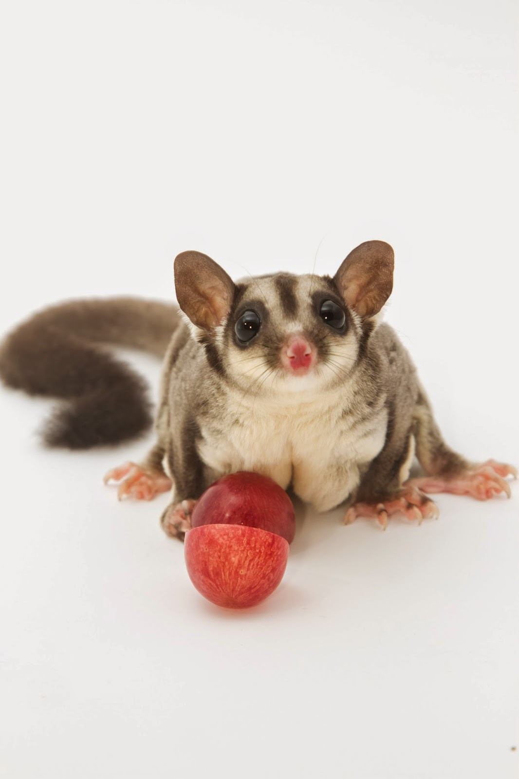 Sugar Glider Recipes With Baby Food
 Exotic Nutrition Pet pany Introducing New Foods to