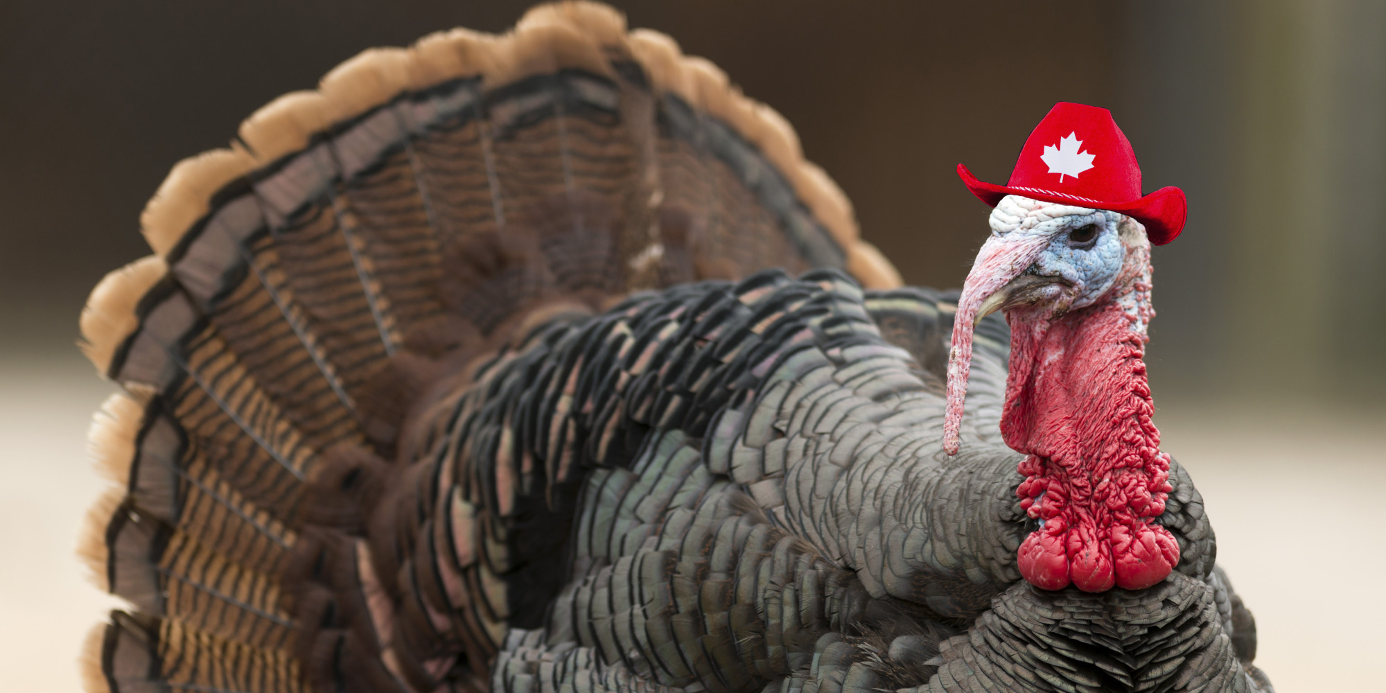 Thanksgiving Turkey History
 Thanksgiving Canada 4 Surprising Facts About The October