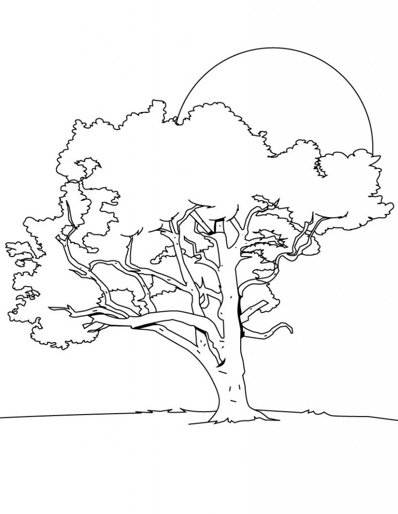 Tree Coloring Pages For Kids
 Free Printable Tree Coloring Pages For Kids