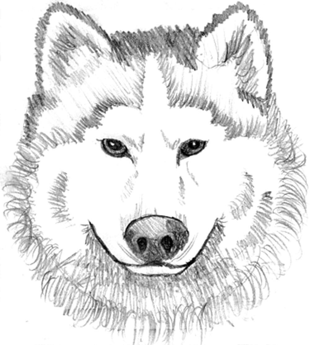 Wolf Coloring Pages Printable
 Print & Download Wolf Coloring Pages Theme