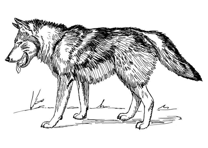 Wolf Coloring Pages Printable
 Free Printable Wolf Coloring Pages For Kids