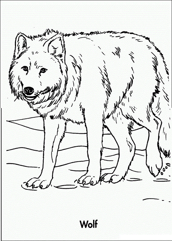 Wolf Coloring Pages Printable
 Free Printable Wolf Coloring Pages For Kids