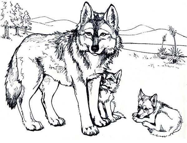 Wolf Coloring Pages Printable
 Wolf Coloring Pages Free Printable warnai