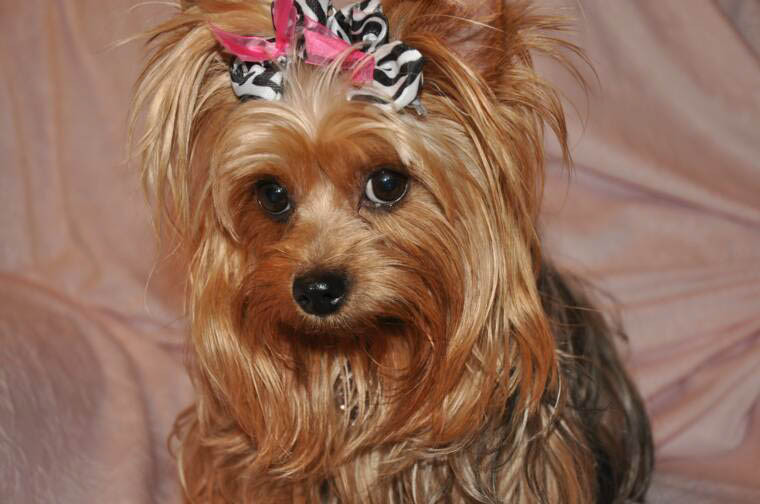 Yorkie Haircuts For Females
 Yorkie Haircuts Coolest Yorkshire Terrier Haircuts