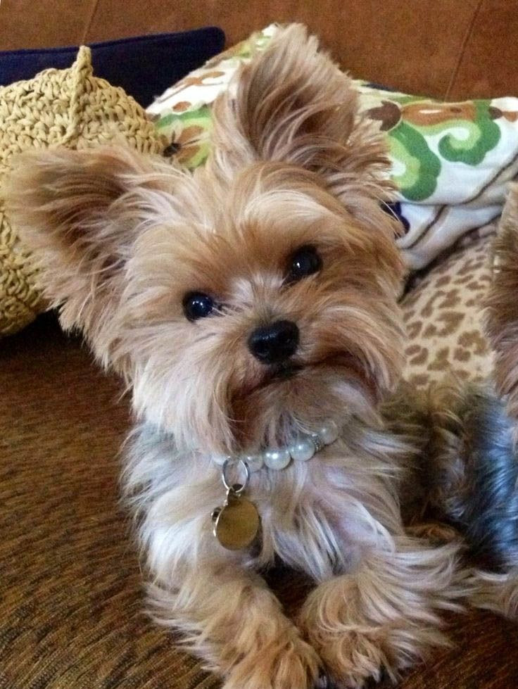 Yorkie Haircuts For Females
 Yorkie Haircuts Coolest Yorkshire Terrier