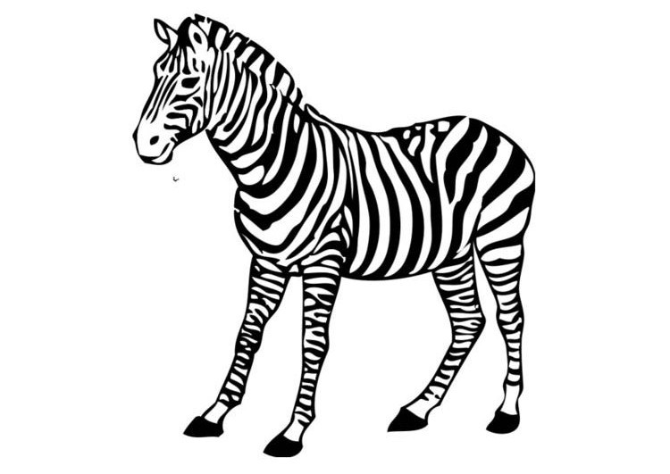 Zebra Coloring Pages Printable
 Free Printable Zebra Coloring Pages For Kids
