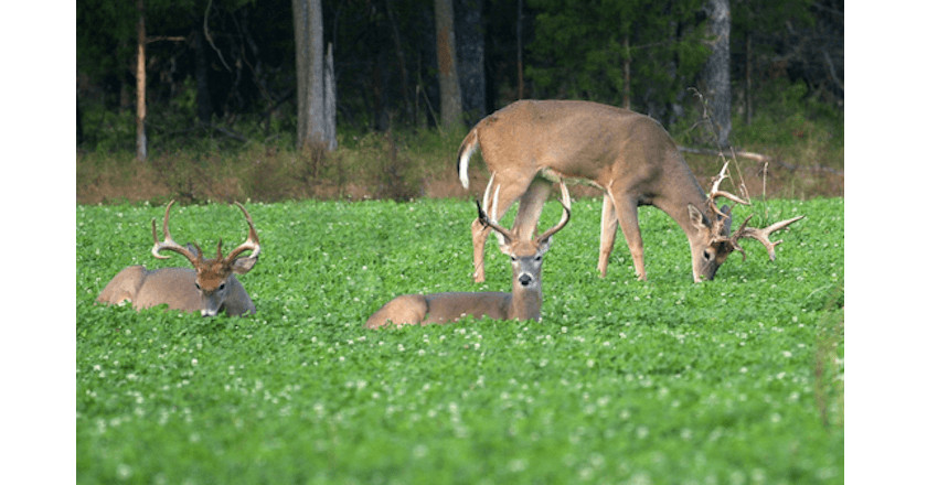 Best Summer Food Plots For Deer
 5 Most Important fseason Hunting Tasks to Do Now