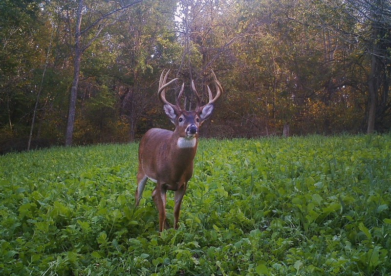 Best Summer Food Plots For Deer
 Food Plot Strategies for Summer Growth and Retention