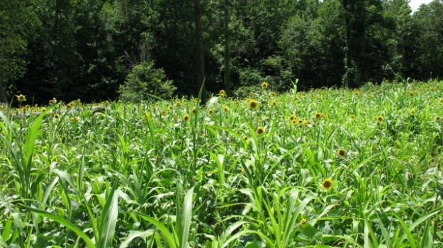 Best Summer Food Plots For Deer
 The Beauty & Benefits of the Summer Food Plot