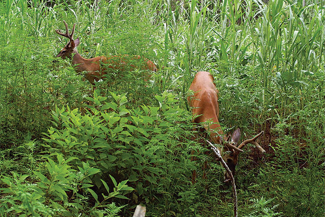 Best Summer Food Plots For Deer
 Southern Food Plot Planting Strategies North American Whit
