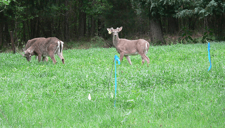 Best Summer Food Plots For Deer
 Spring and Summer Food Plots