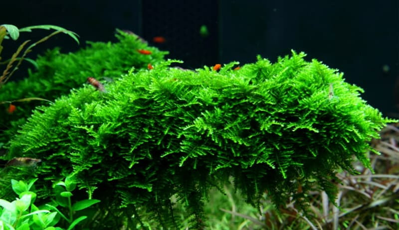 Christmas Moss Aquarium
 Christmas Moss 7 Interesting Facts You Didn t Know