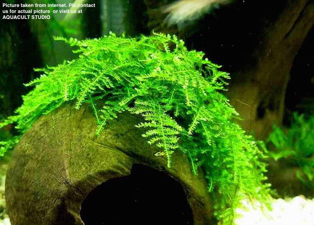 Christmas Moss Aquarium
 overview for ngphoenix