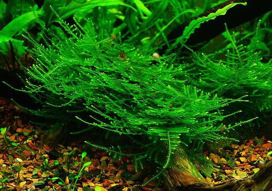 Christmas Moss Aquarium
 Top 5 Easy to Care Aquatic Moss