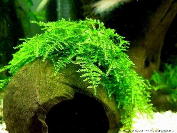 Christmas Moss Aquarium
 How to build an aquarium with hairgrass and moss in it