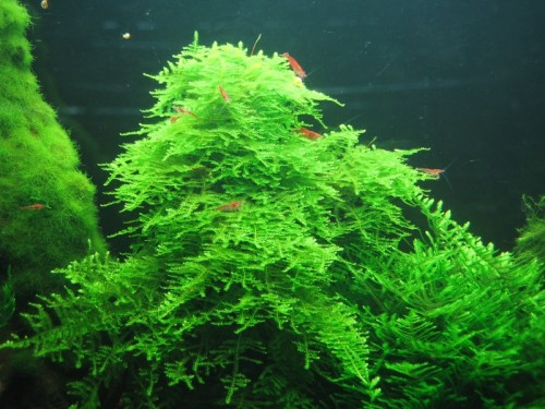 Christmas Moss Aquarium
 Fast Growing Aquarium Plants "Taxiphyllum Alternans Called