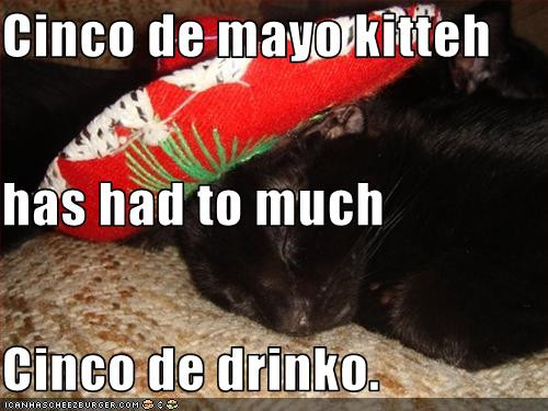 Cinco De Mayo Quotes And Sayings
 5 De Mayo Funny Quotes QuotesGram