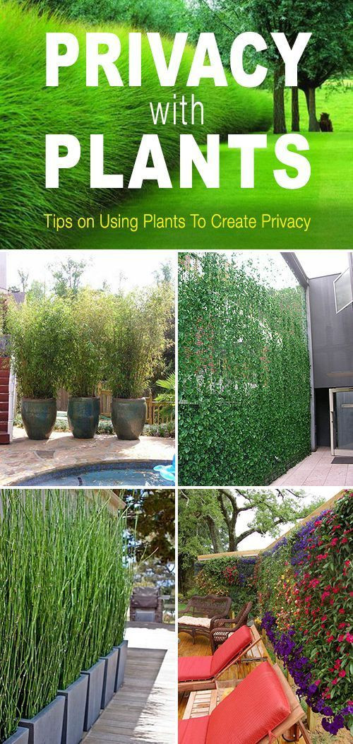Create Privacy In Backyard
 Privacy with Plants • Tips and ideas on how to use plants
