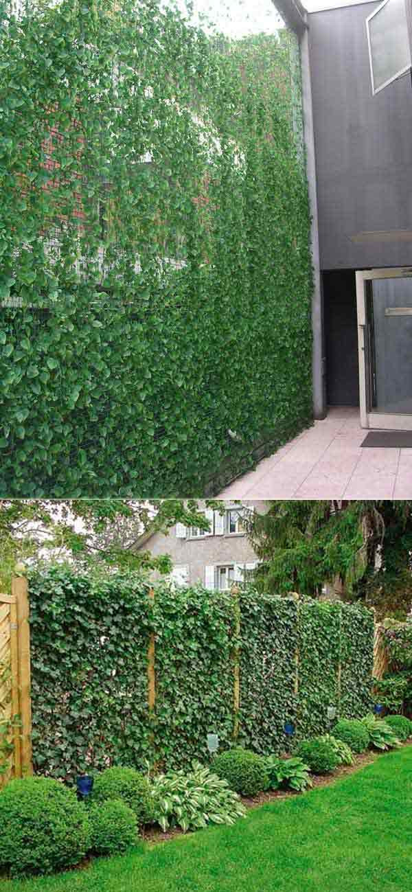 Create Privacy In Backyard
 Add Privacy to Your Garden or Yard with Plants