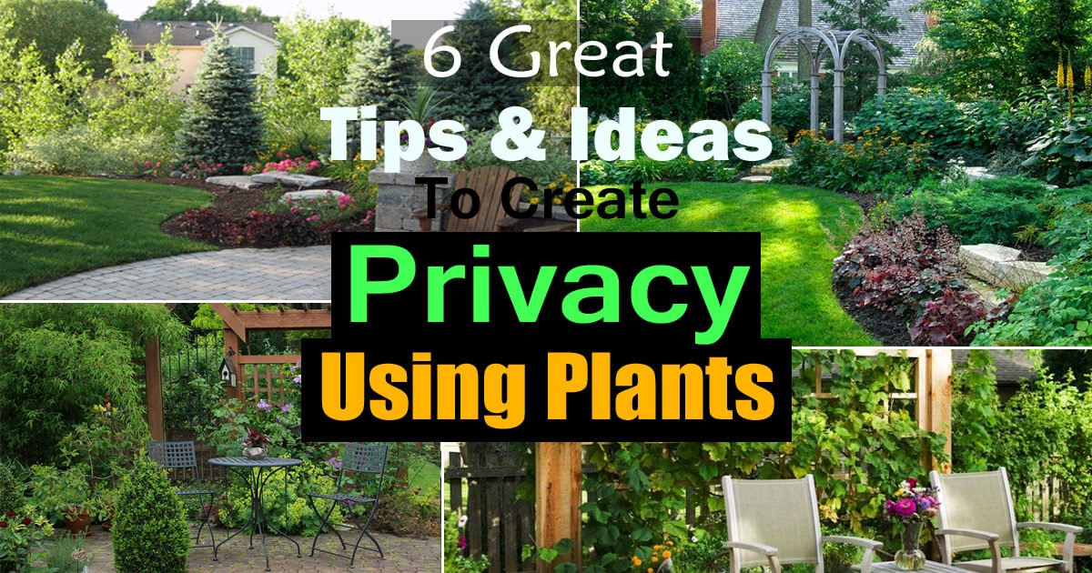 Create Privacy In Backyard
 6 Great Tips And Ideas To Create Privacy Using Plants