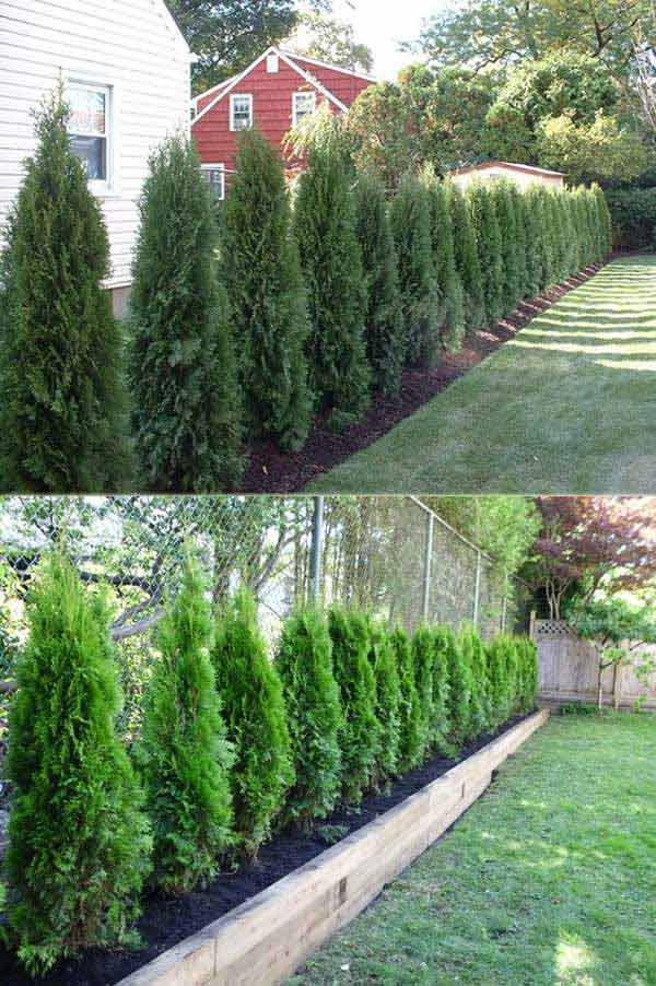 Create Privacy In Backyard
 Add Privacy to Your Garden or Yard with Plants