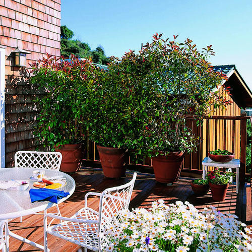 Create Privacy In Backyard
 Creating More Privacy In Your Backyard Scott Darling