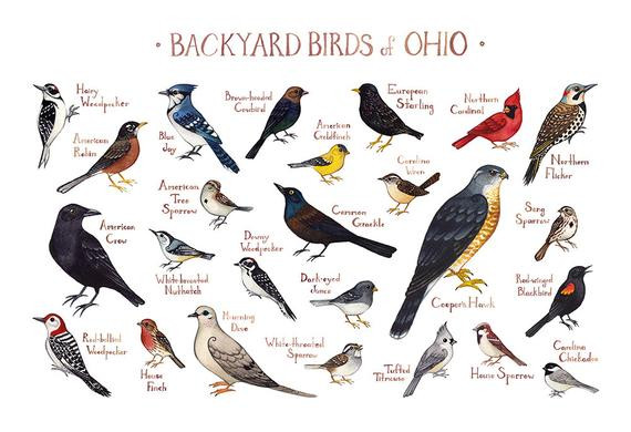 Ohio Backyard Birds
 Ohio Backyard Birds Field Guide Art Print Watercolor