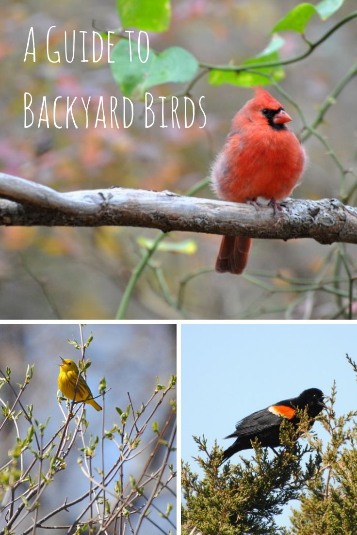 Ohio Backyard Birds
 Pin by Angela Kennedy on Gardening