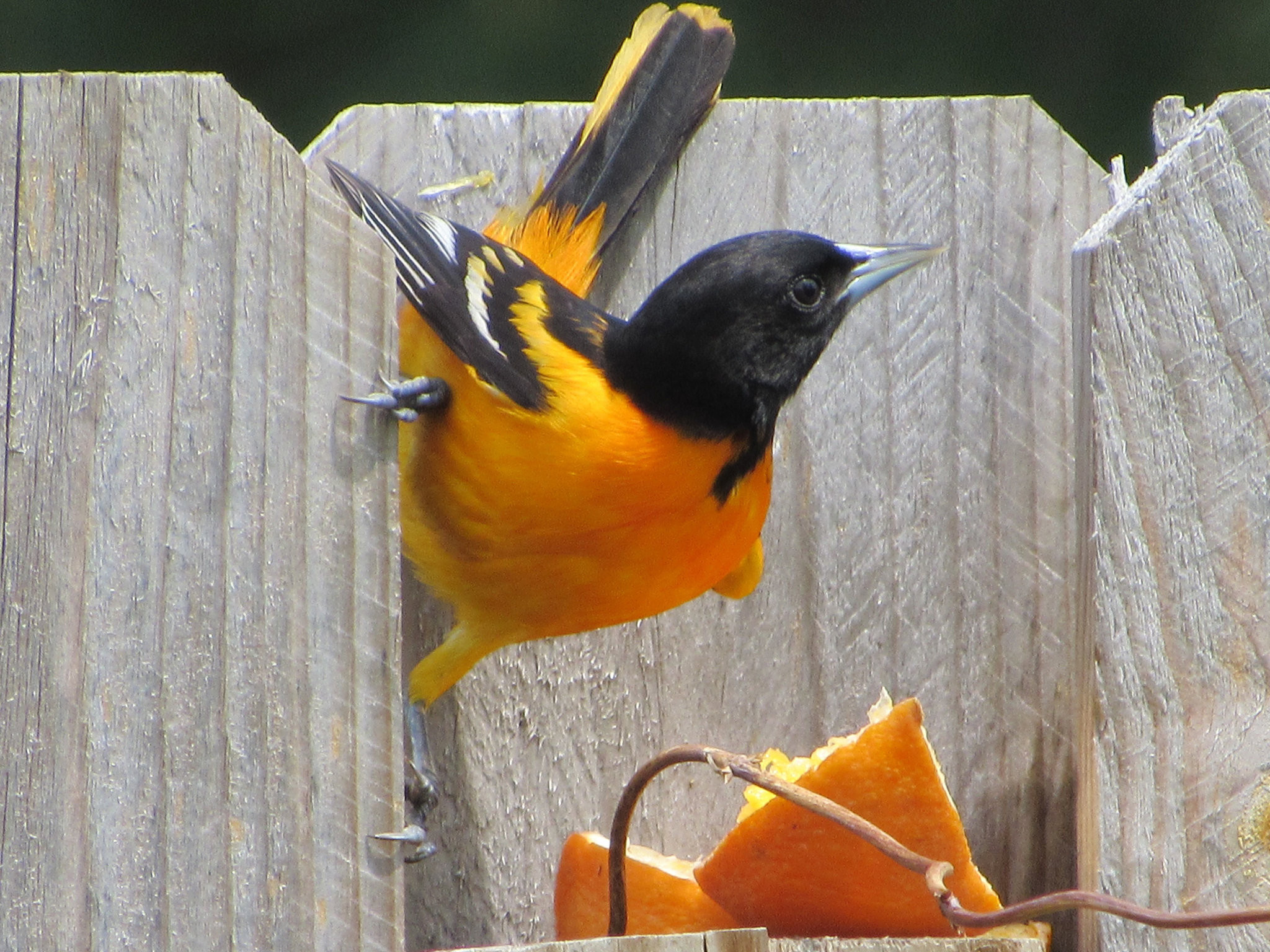 Ohio Backyard Birds
 Readers respond with superior antidotes for backyard bird