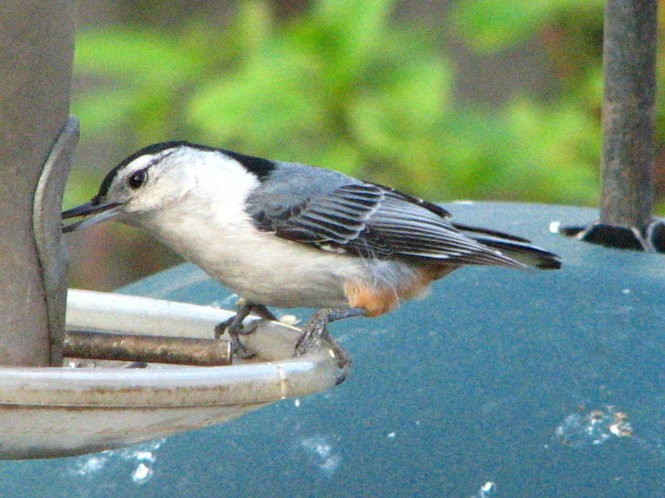 Ohio Backyard Birds
 How to identify 20 winter backyard birds at your feeders