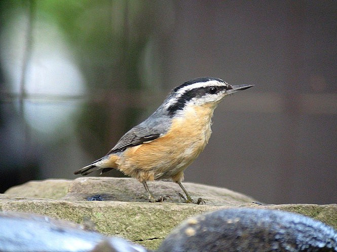 Ohio Backyard Birds
 How to identify 20 winter backyard birds at your feeders