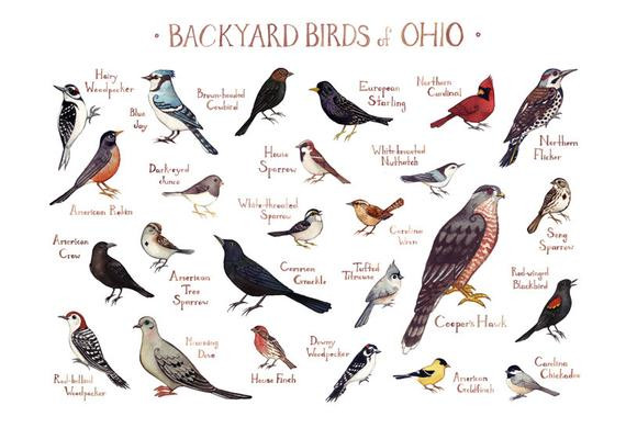 Ohio Backyard Birds
 Ohio Backyard Birds Field Guide Art Print Watercolor