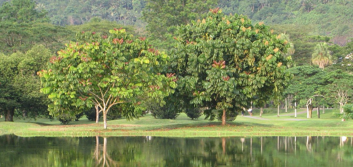 Outdoor Landscape Trees
 Dehaasia