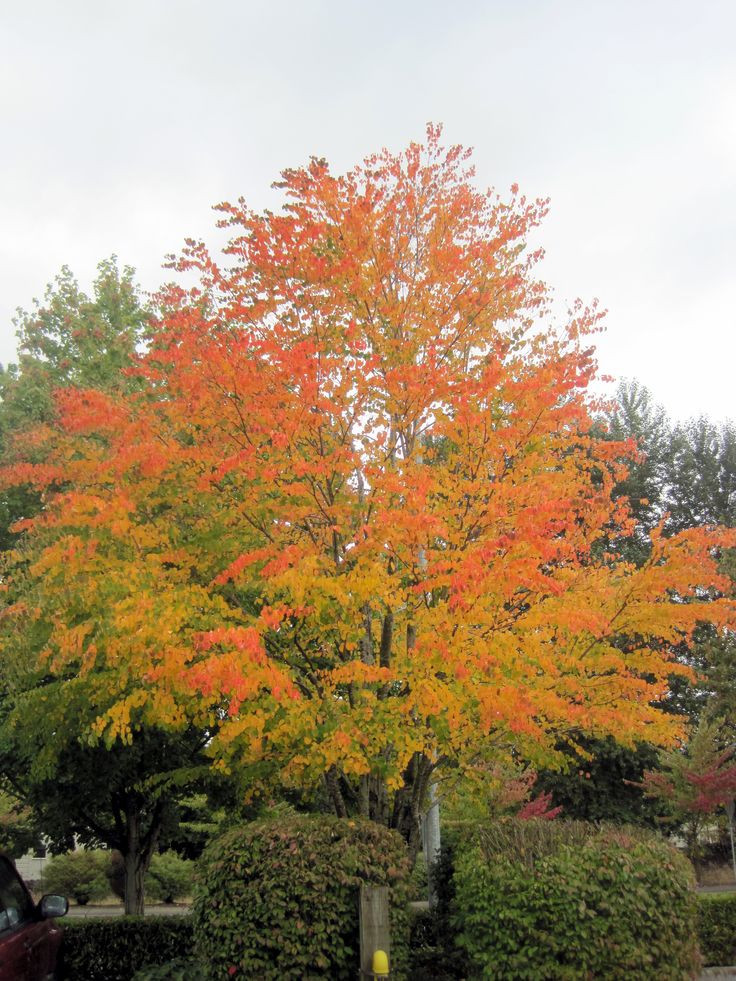 Outdoor Landscape Trees
 25 best cercidiphyllum japonicum images on Pinterest