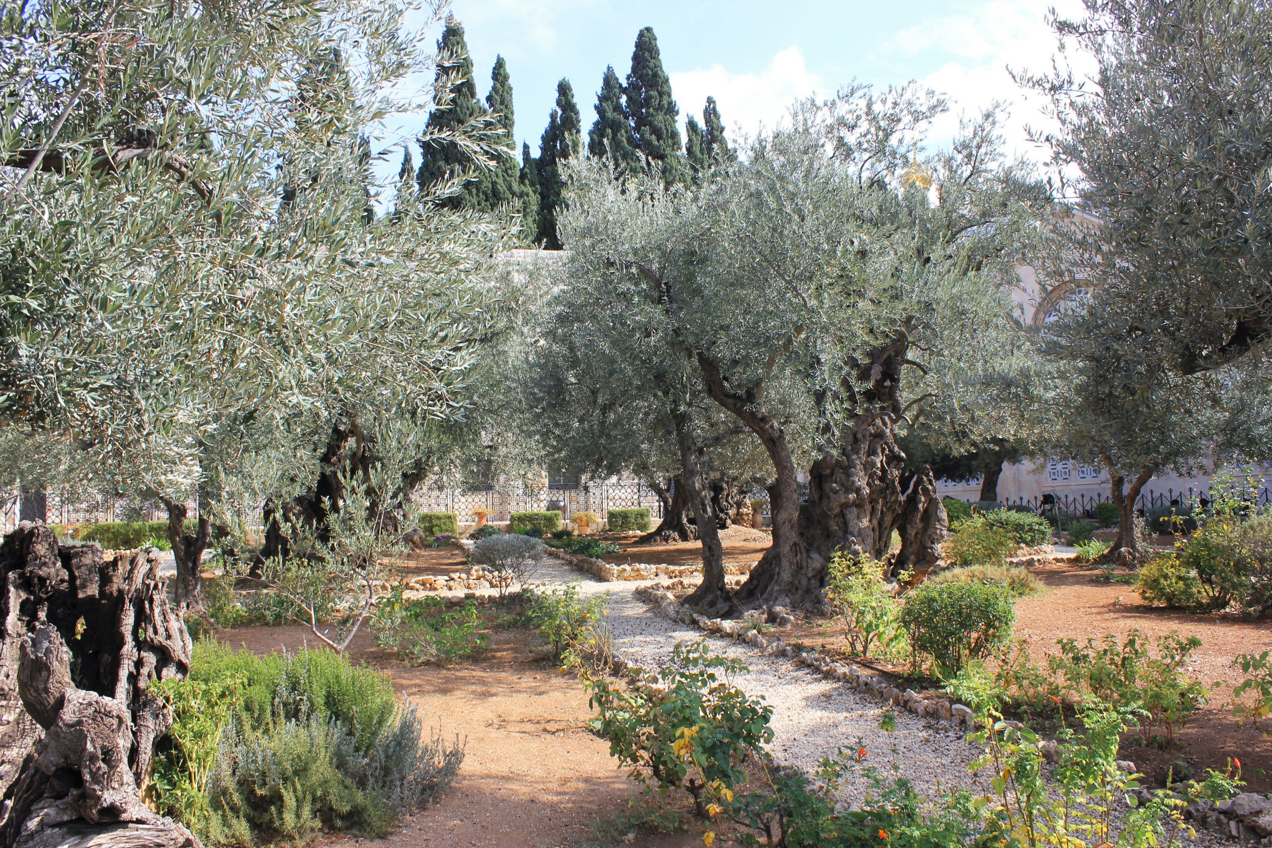 Outdoor Landscape Trees
 File Оld Olive trees in the Garden of Gethsemane 07