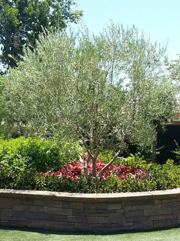 Outdoor Landscape Trees
 Swan Hill Fruitless Olive Tree as centerpiece for yard
