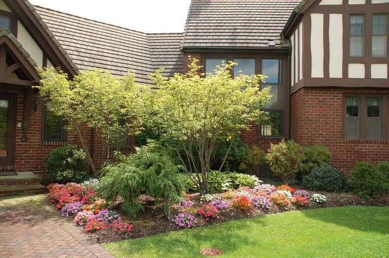 Outdoor Landscape Trees
 downy serviceberry tree ybe in the side garden