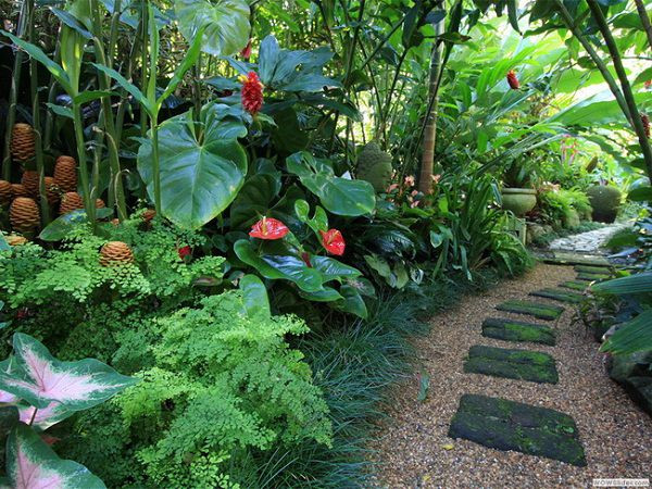 Outdoor Landscape Tropical
 14 Cold Hardy Tropical Plants to Create a Tropical Garden