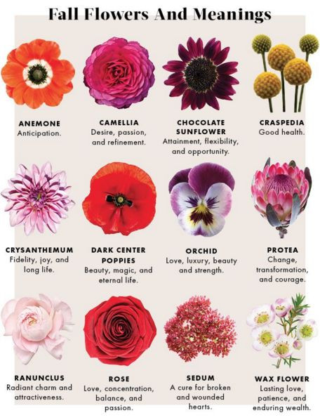 Red Christmas Flower Names
 The 25 best Chrysanthemum meaning ideas on Pinterest