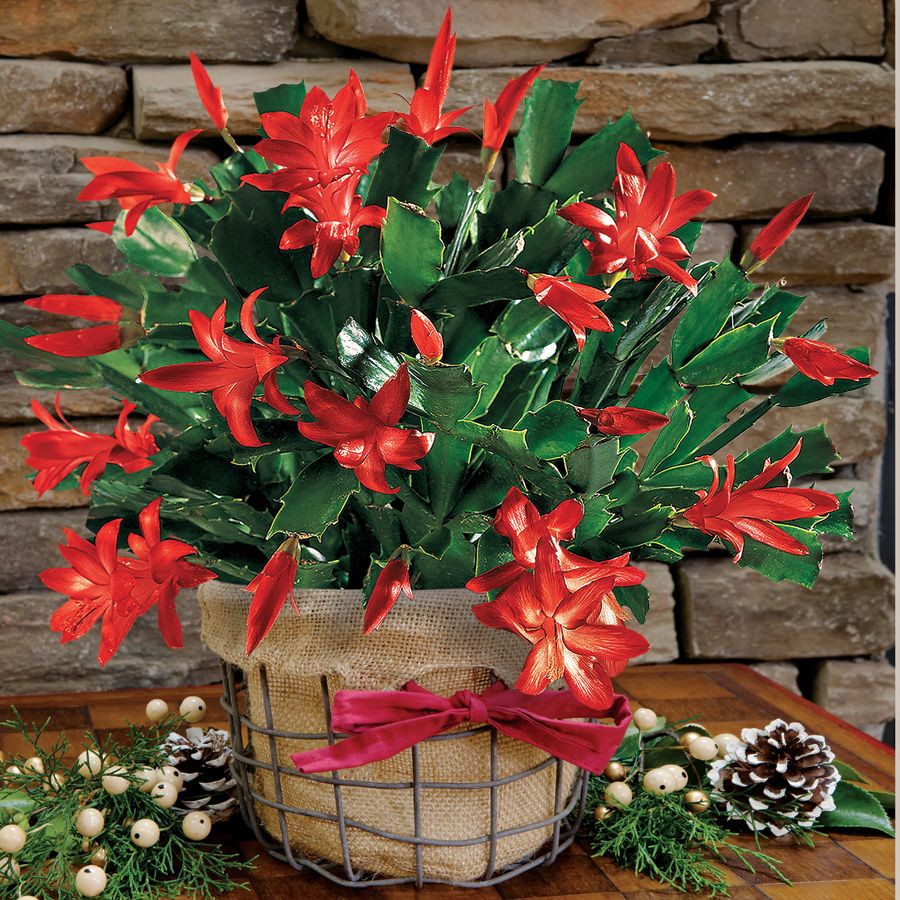 Red Christmas Flower Names
 PORTUGUESE Christmas cactus AQUI NO BRASIL chamamos FLOR