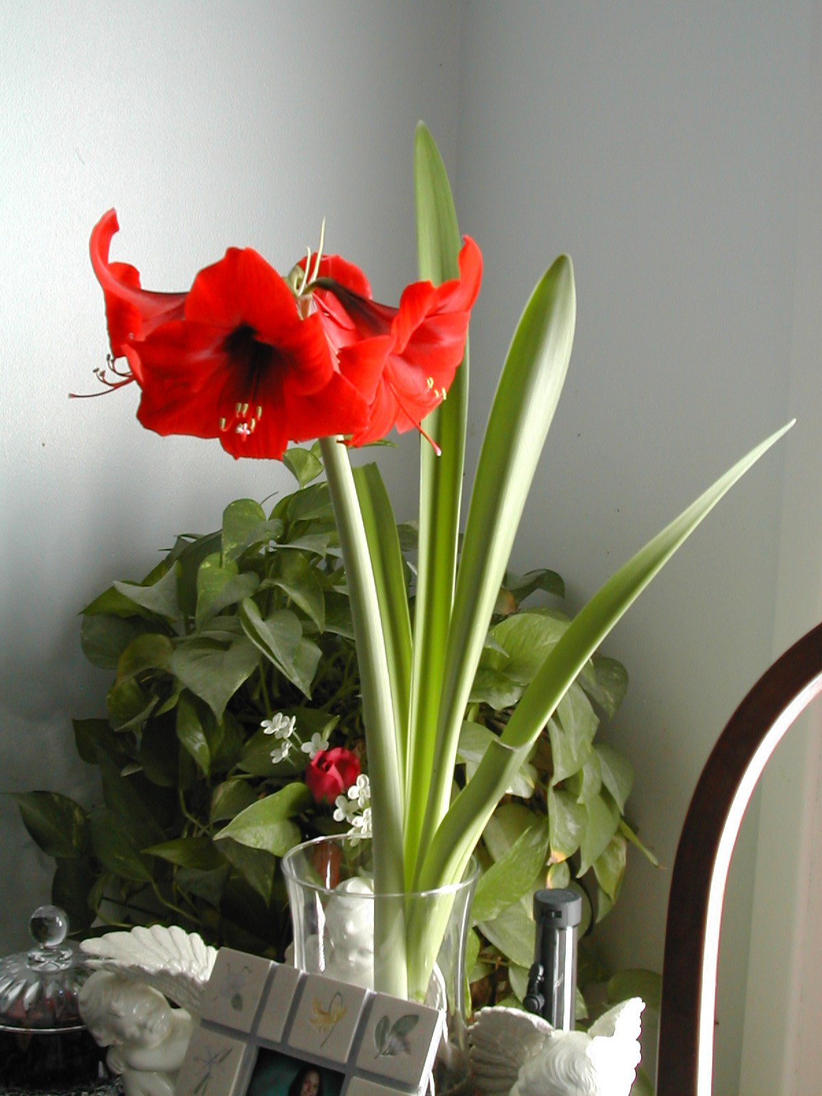 Red Christmas Flower Names
 The Other Red Christmas Flower Amaryllis Planting and