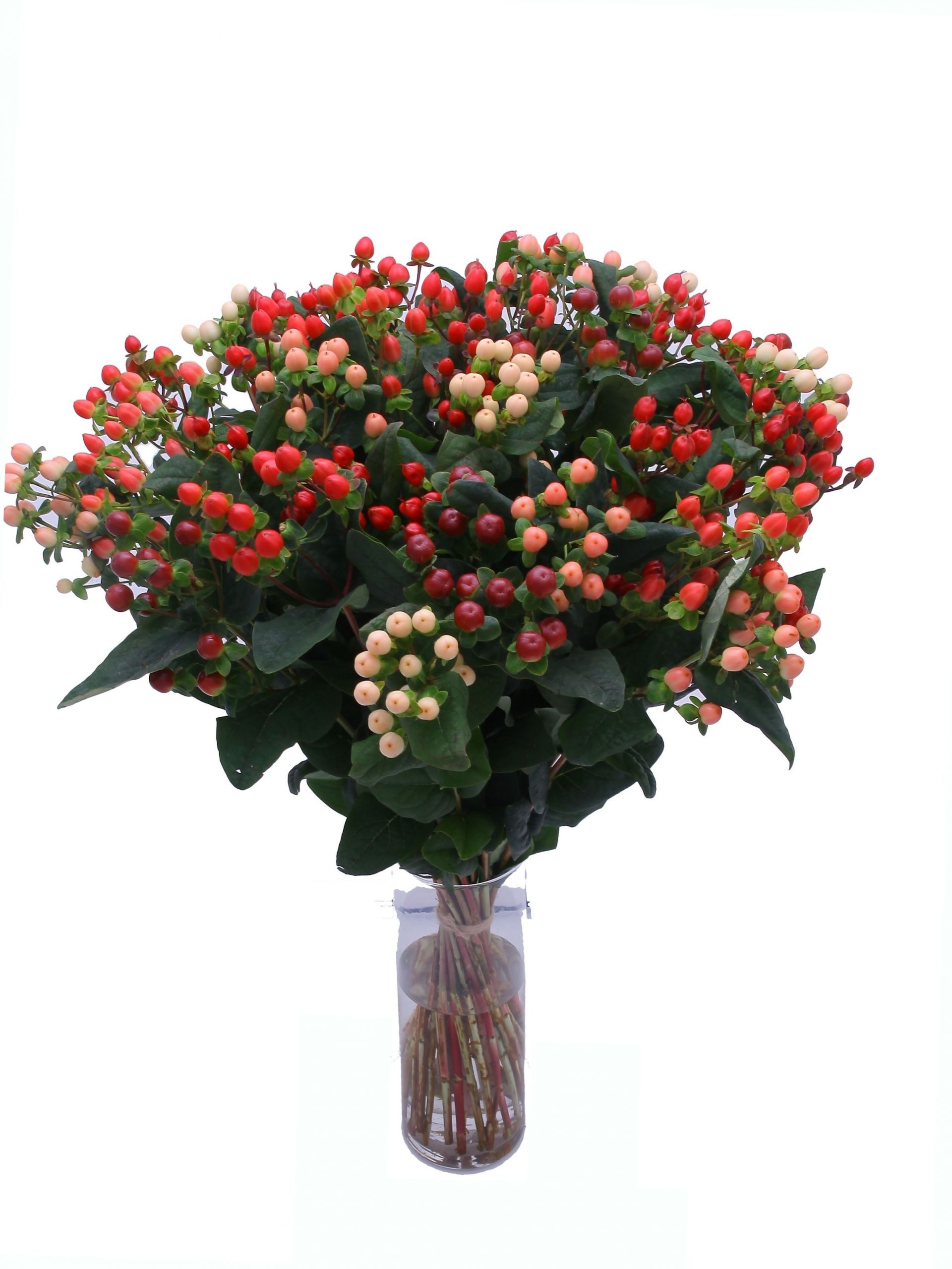 Red Christmas Flower Names
 If you want bright berries for Christmas for a traditional