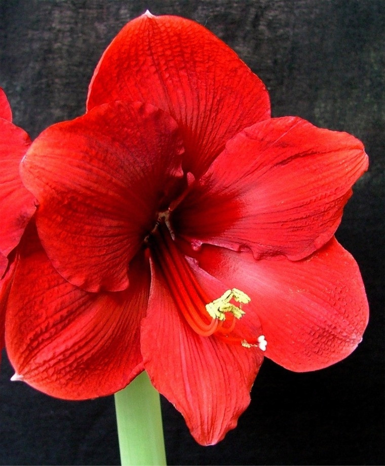 Red Christmas Flower Names
 Amaryllis Miracle Christmas Flowering Single Amaryllis