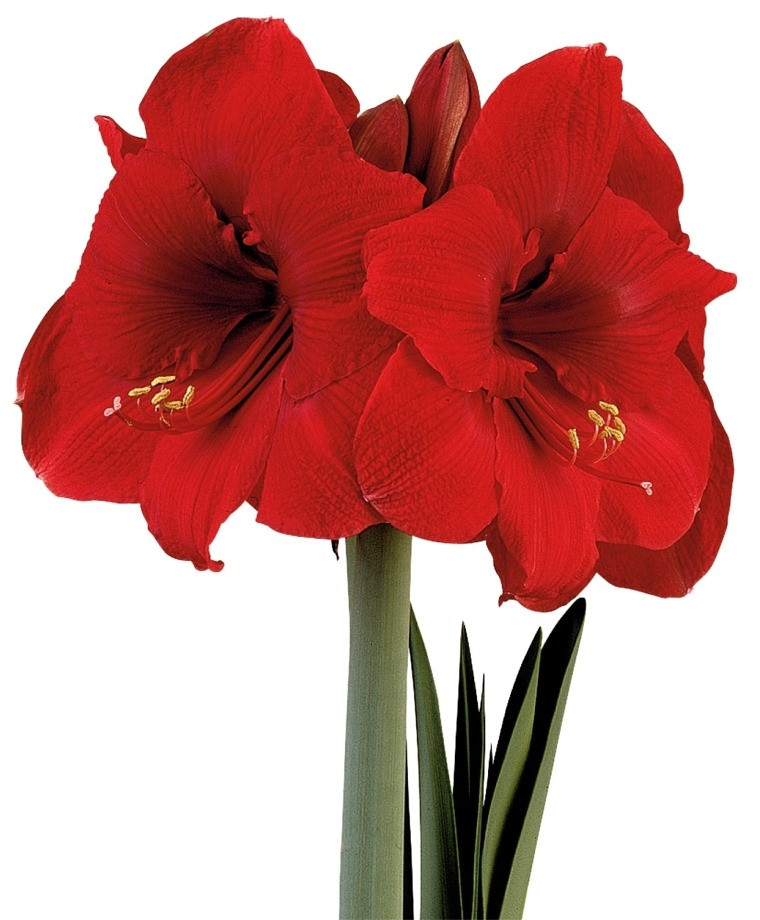 Red Christmas Flower Names
 Amaryllis Miracle